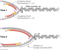 Leading and lagging strand synthesis at the replication fork
