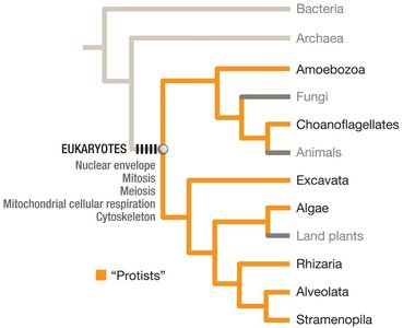 Phylogenetic tree showing protists as all eukaryotes except land plants, fungi, and animals