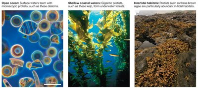 Protists in aquatic environments: diatoms, kelp forests, and brown algae