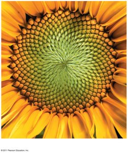 Sunflower spiral pattern illustrating order in living organisms
