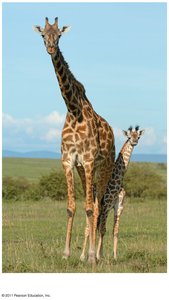 Giraffes illustrating growth and development
