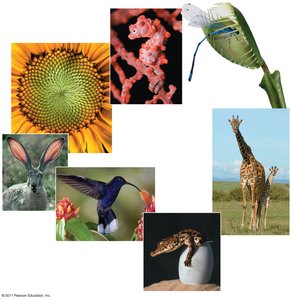 Diversity of living organisms