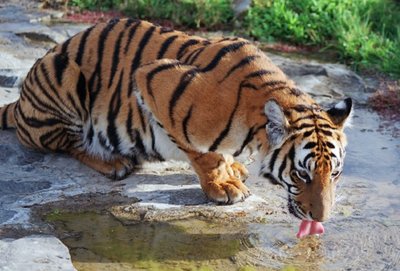 South China Tiger, an example of a critically endangered species