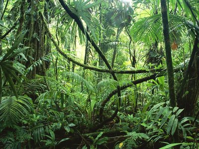 Tropical rainforest illustrating biodiversity