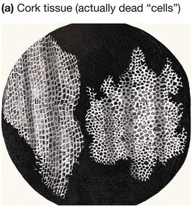 Cork tissue (dead cells) as seen by Hooke