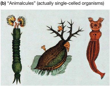 Drawings of 'animalcules' by van Leeuwenhoek