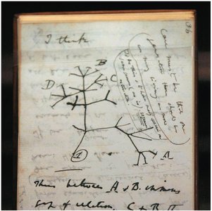 Darwin's sketch of a lineage tree