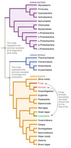 Phylogenetic tree of life showing three domains