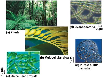 Diversity of photosynthetic organisms: plants, algae, protists, cyanobacteria, purple sulfur bacteria
