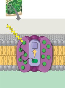 Photosystem structure and light harvesting