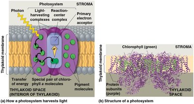 How a photosystem harvests light