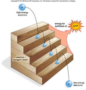 Electron transport chain as a staircase
