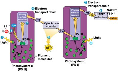 Linear electron flow in photosynthesis