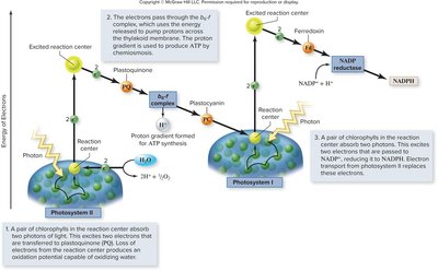 Detailed electron flow through photosystems