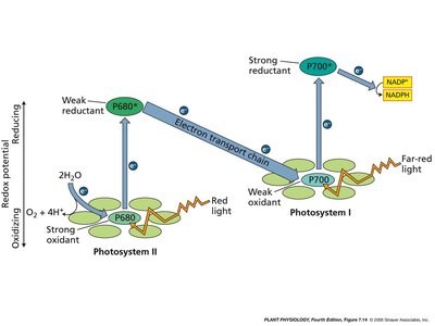 Z scheme of photosynthesis