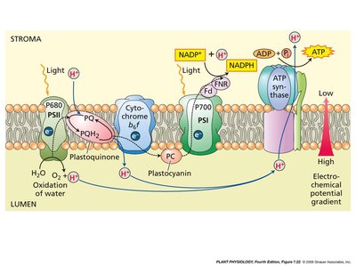 Proton gradient and chemiosmosis in thylakoid membrane