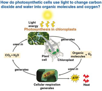 Photosynthesis and cellular respiration cycle
