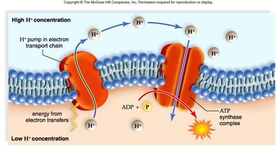 Chemiosmosis in chloroplasts and mitochondria