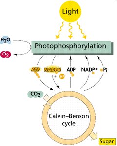 Photophosphorylation and Calvin-Benson cycle overview