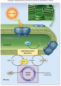 Light-dependent reactions and Calvin cycle