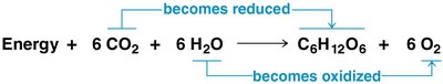 Photosynthesis equation with oxidation and reduction