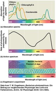 Absorption and action spectra of photosynthesis