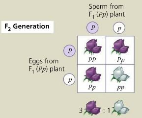 Punnett square for F2 generation