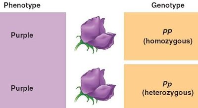 Testcross Punnett squares