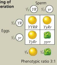 Dihybrid cross Punnett square