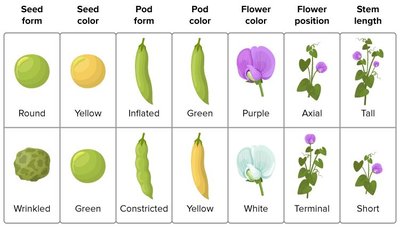 Table of pea plant characters and traits
