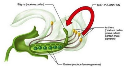 Diagram of self-pollination in pea flower