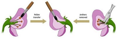 Diagram of cross-pollination in pea flower