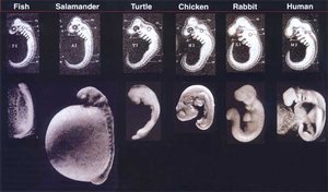 Comparative vertebrate embryology