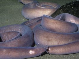 Hagfish slime glands and slime