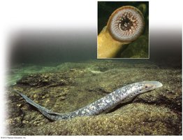 Lamprey attached to fish