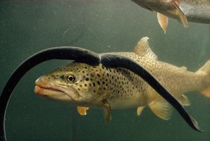 Lamprey mouth