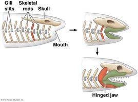 Evolution of hinged jaws