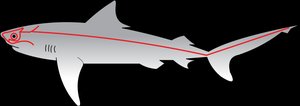 Lateral line system in fish