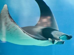 Skate fish