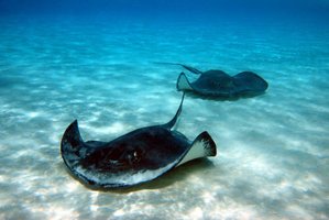 Rays in aquatic environment
