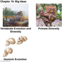 Chapter 19 Big Ideas: Vertebrate Evolution and Diversity