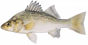 Internal anatomy of a ray-finned fish