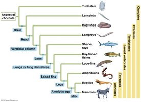 Phylogenetic tree of chordate evolution