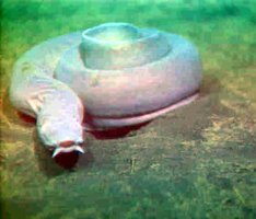 Hagfish