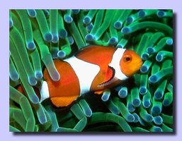 Clownfish