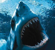 Great white shark