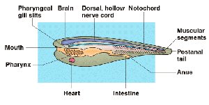 Diagram of chordate anatomy