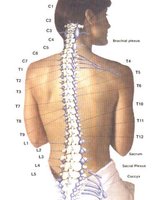 Human vertebral column