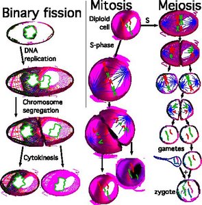 Diagram comparing binary fission, mitosis, and meiosis
