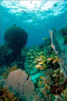 Coral reef fish community